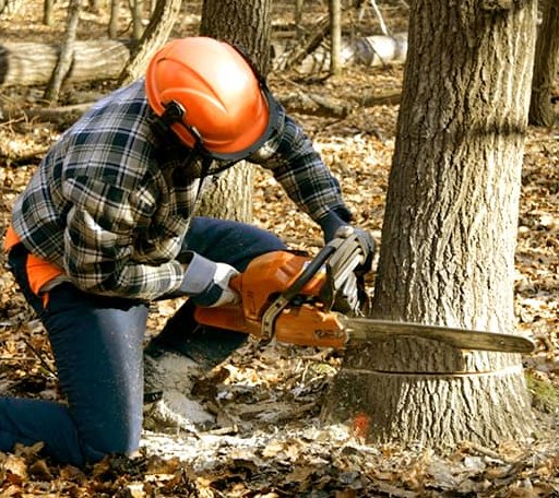 Tree Removal in Salt Flat, TX